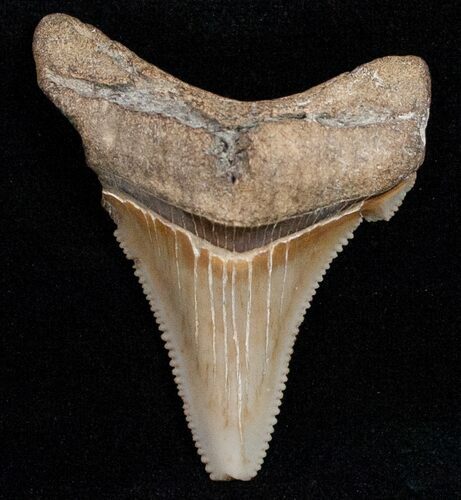 Angustidens Tooth - Megalodon Ancestor #12022